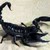   Black Scorpion