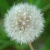   blowball