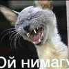 Аватар пользователя Horrey