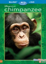 Смотреть Шимпанзе (2012)