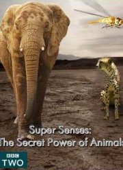 BBC. Уникальные способности животных (2014)