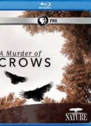 Воронья стая (2010)