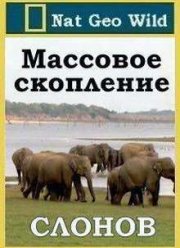 Массовое скопление слонов (2011)